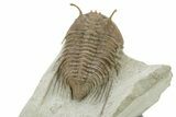 Elegant, Stalk-Eyed Cybele Trilobite - Large For Species #228083-5